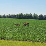 Oak Wood Acres Campground