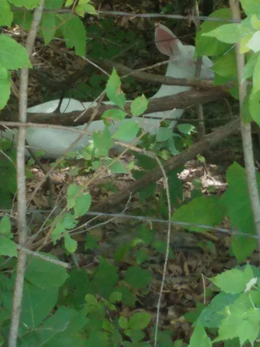 Oak Wood Acres Campground 9