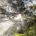 Pine Grove Campground