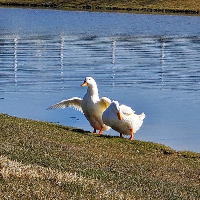 Country Meadows Village 8