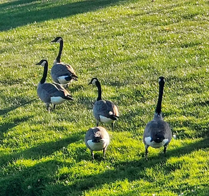 Country Meadows Village 9