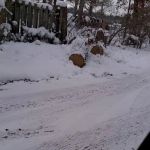 Wellers Trailer Park