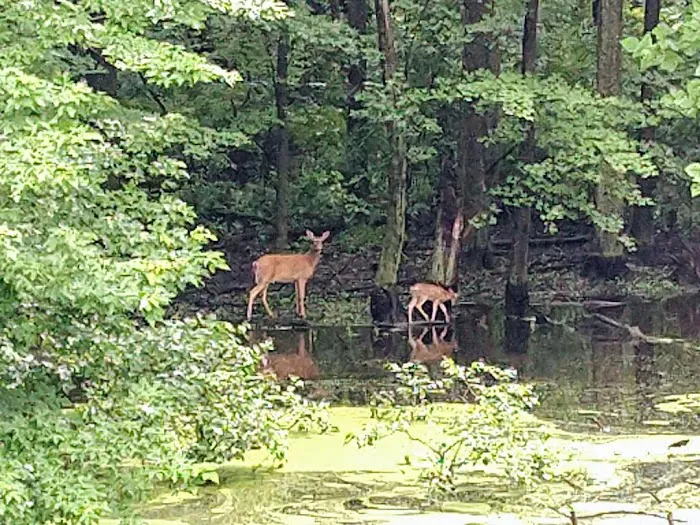 Welcome Woods Campground 4