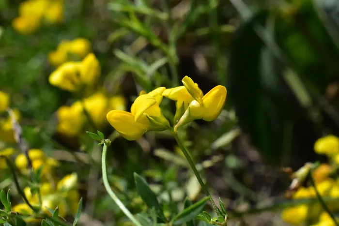 Allendale Meadows 8