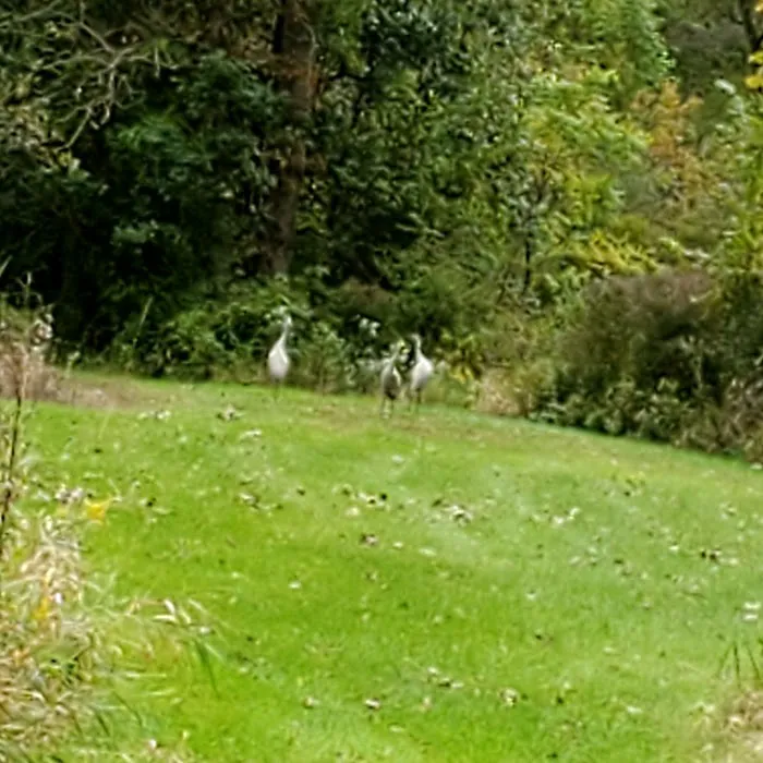Southern Michigan Marble Springs Campground 6