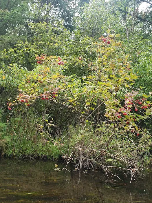 Twin Pine Campground & Canoe 10