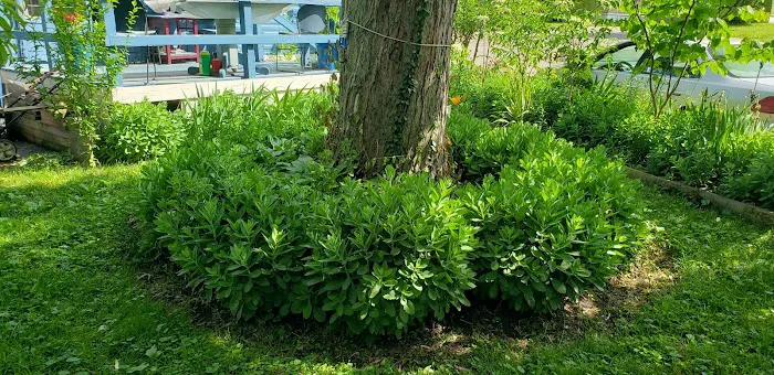 Pondarosa Community 7