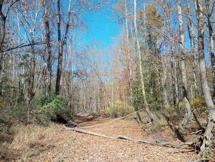 Yellowwood State Forest Camp Sites 7