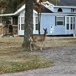 Crane Berry Campground, LLC