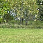 Willow Haven Mobile Home Park