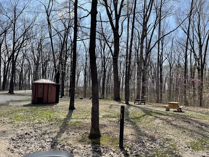Martin State Forest Campground 5