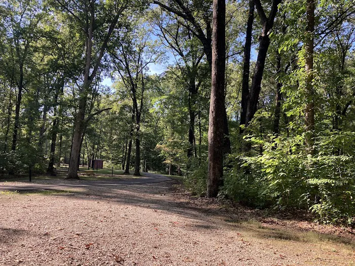 Martin State Forest Campground 6