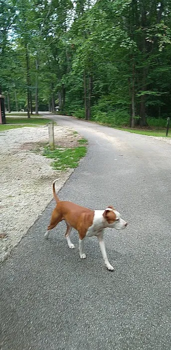 Martin State Forest Campground 10