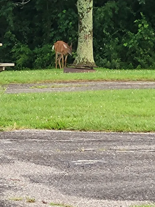 Patoka Lake Modern Campground 6