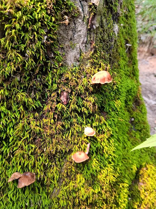Raccoon Ridge Campground 7