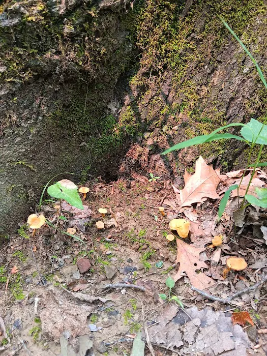 Raccoon Ridge Campground 10