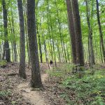 Taylor Ridge Campground