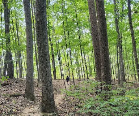 Taylor Ridge Campground