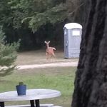 Deer Run Campground LLC