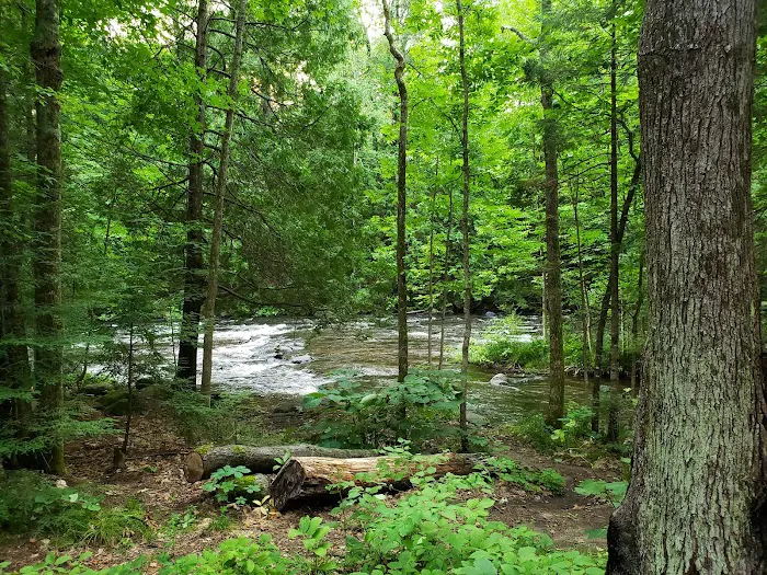Bagley Rapids Campground 4