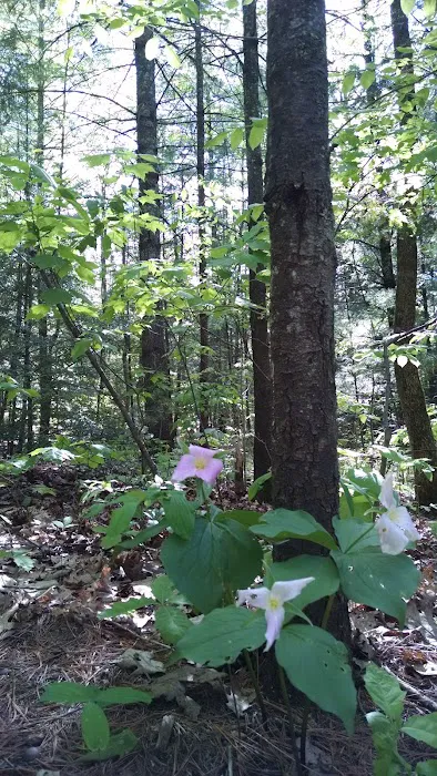 Bagley Rapids Campground 6