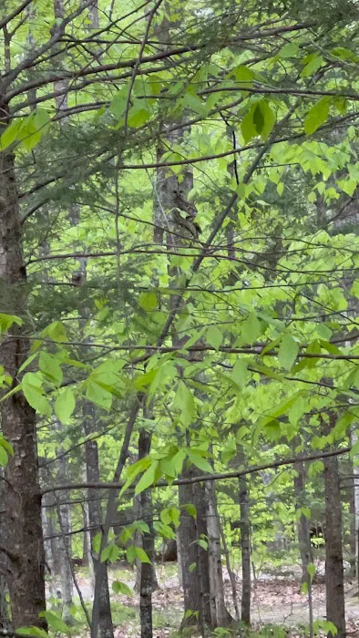 River Forest Campground 7