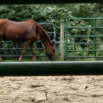 Ionia Equestrian-Rustic