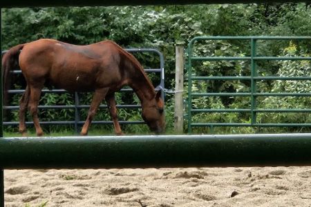 Ionia Equestrian-Rustic