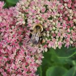 Crickelwood Court Mobile Home