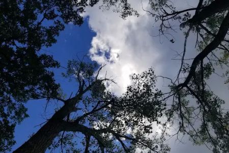 Vining Campground