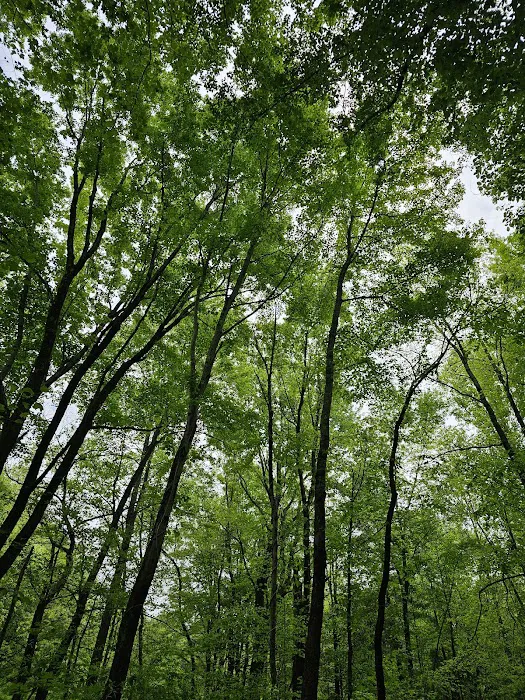 Gobbler's Run Campground 10