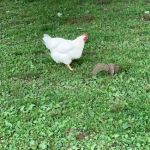 Old Bates Campground