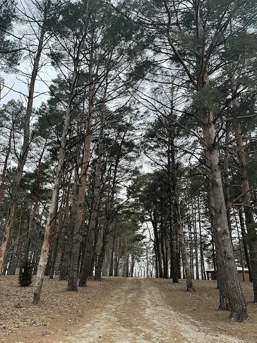 Cedar Springs Camp 9