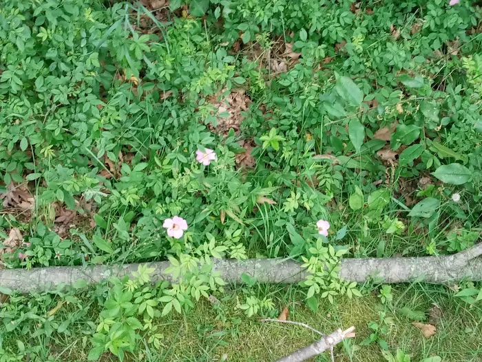 East Fork Indoor Group Campground 10