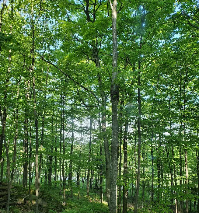 Baileys Woods Campground 5