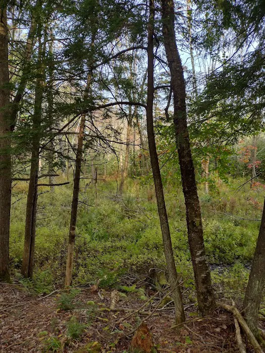 Jessie Lake Campsite 8