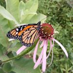 The Wellness Retreat