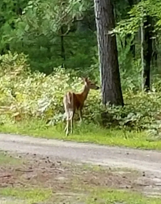 Russell Memorial Park and Campground 6