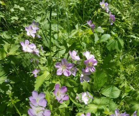 Leon Valley Campground