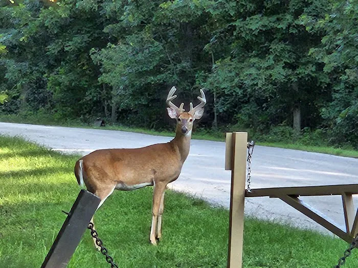 Indian Creek Campground 5