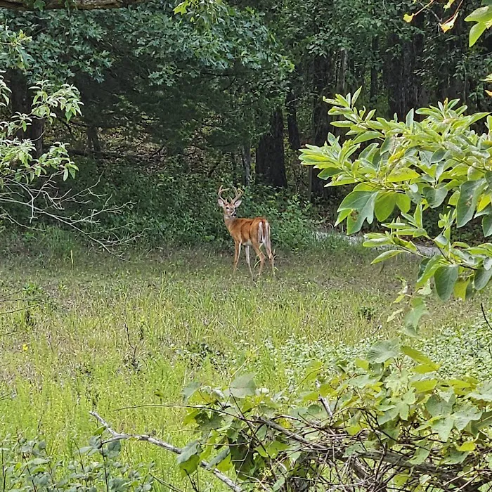 Indian Creek Campground 10