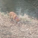 Thomas Mitchell Campground