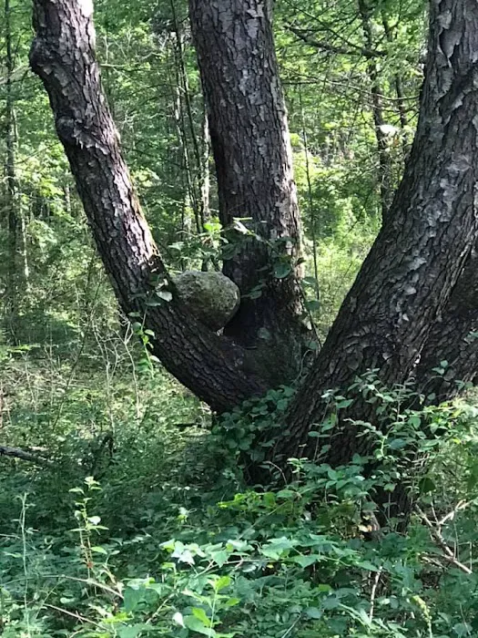 Pines Campground 10