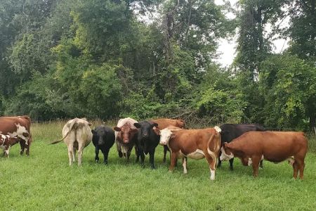 Freeway Farms