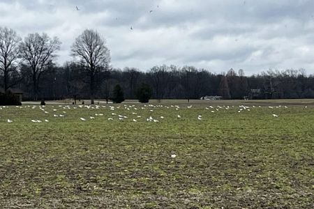 Norman Conservation Club