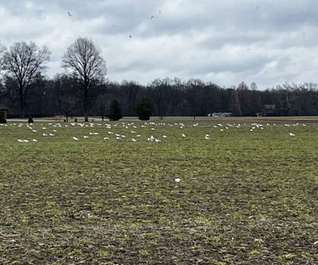 Norman Conservation Club