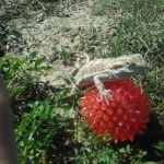 Woodlawn Mobile Home Park