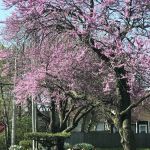 Oak Park Estates