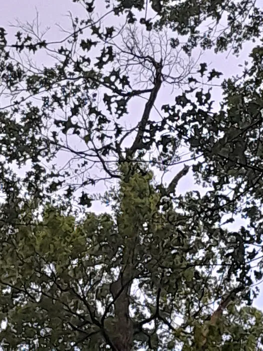 Campsite 42 6
