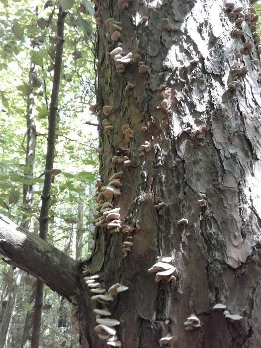 Hueston Woods Campground 6